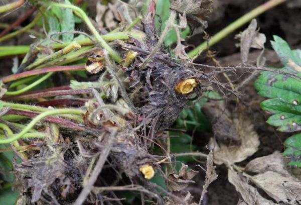 Fusarium verwelking van aardbeien