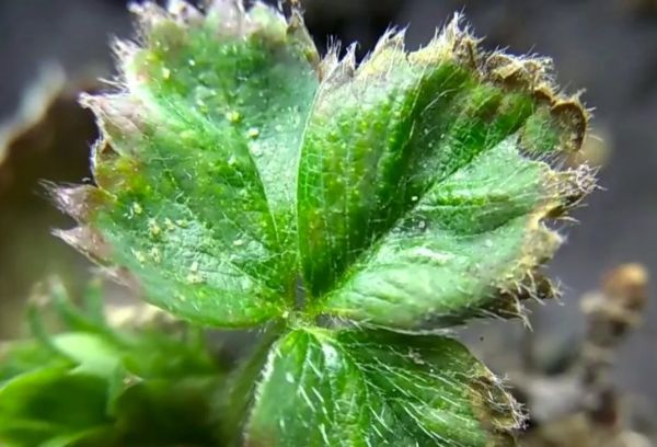 strawberry, spider mite