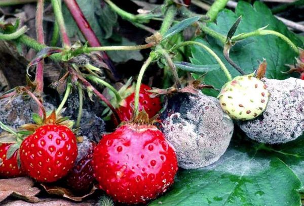 Gray rot of strawberries