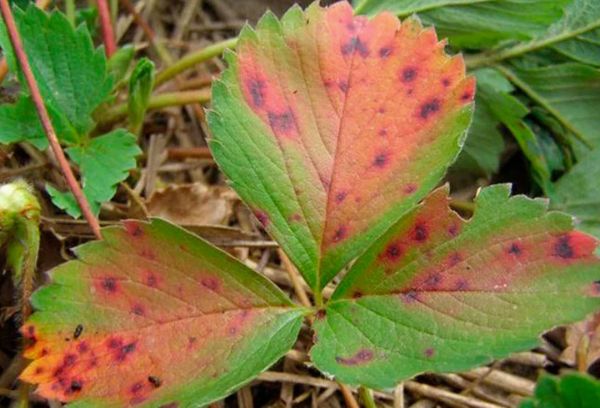 Affected strawberry leaves