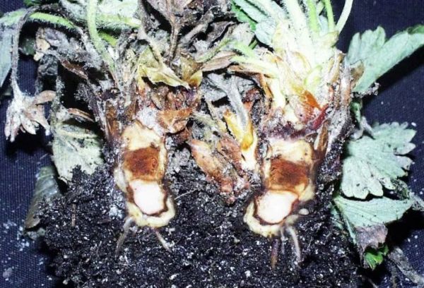 Rhizoctonia of strawberries