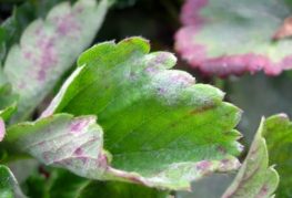 Fungal diseases powdery mildew