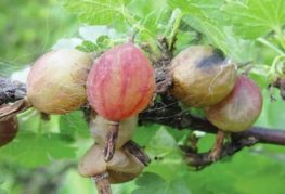 Gooseberry berries rot