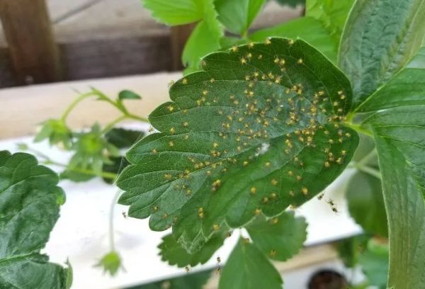 Gooseberry spider mite