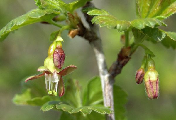 Gooseberry blossom