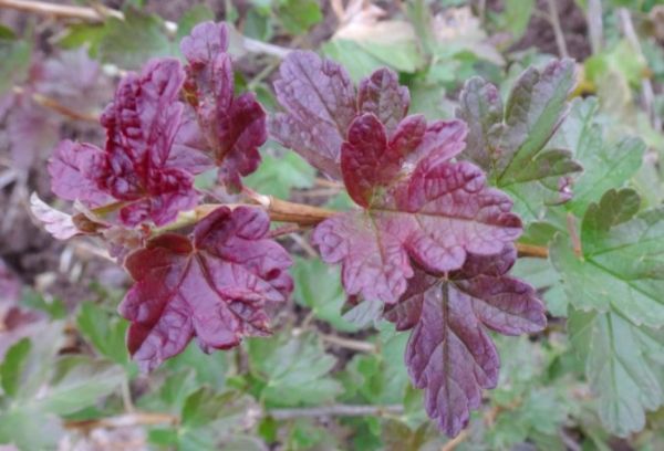 Redness of gooseberry leaves