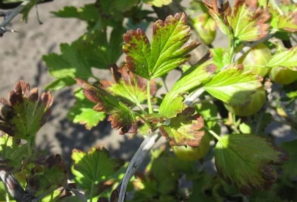 Gooseberry dries