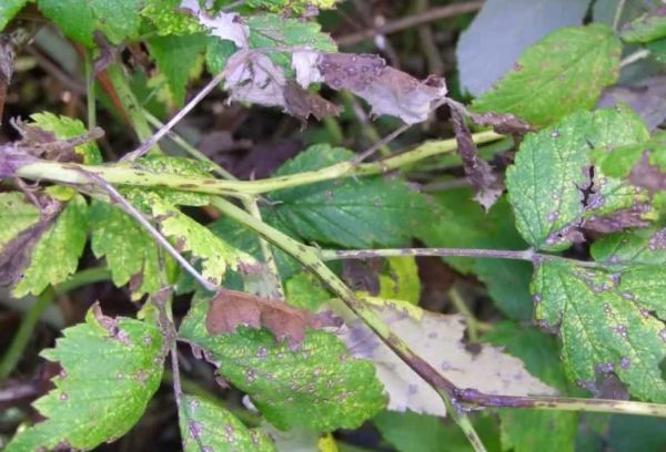 Raspberry anthracnose