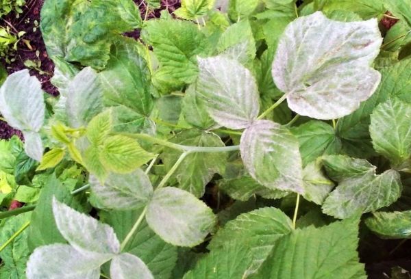 Raspberry powdery mildew