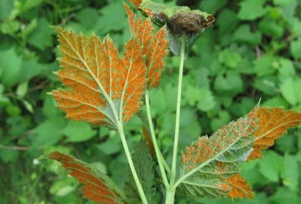 Rust on raspberries