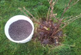 Fertilizer for gooseberry