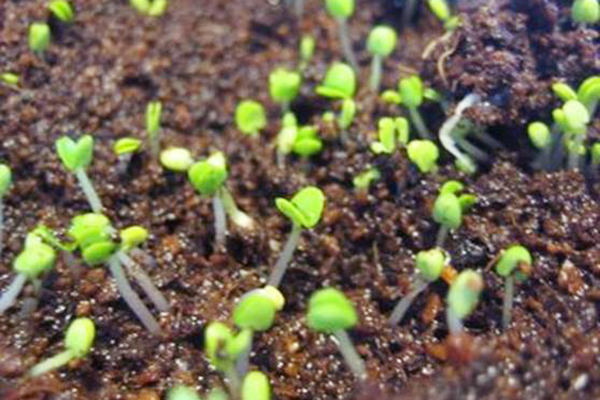 Parsley sprouts