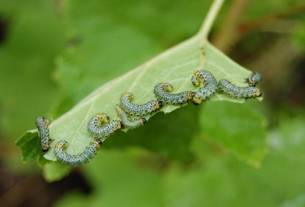 Caterpillars on a leaf