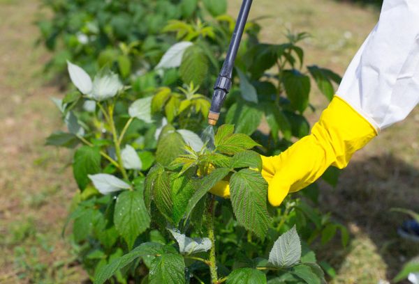 Raspberry processing