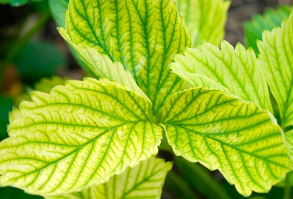 Chlorosis physiological