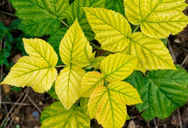 Chlorosis disease