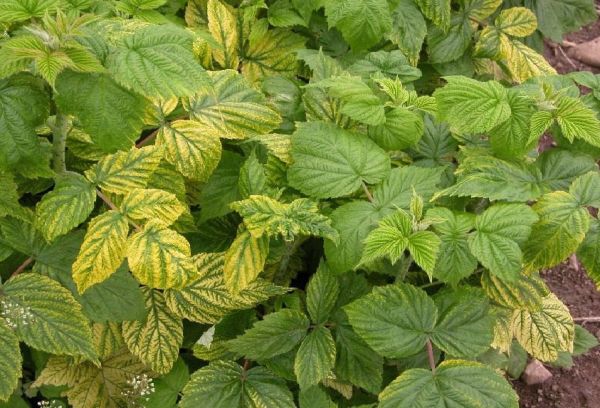 Raspberry bushes