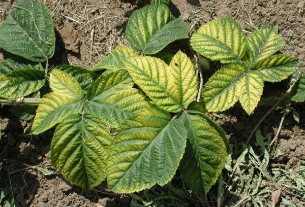 Infectious chlorosis