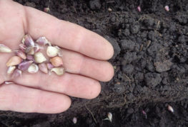 Sowing garlic bulbs