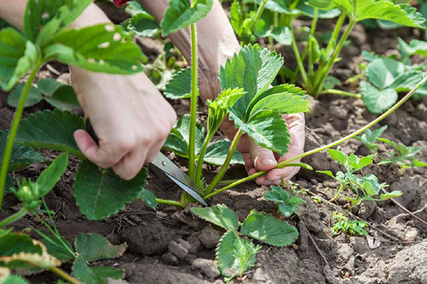 De snorharen van aardbeien verwijderen