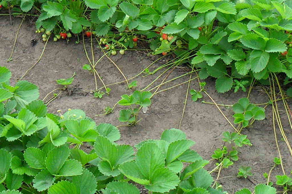 Propagación de fresas con bigote.