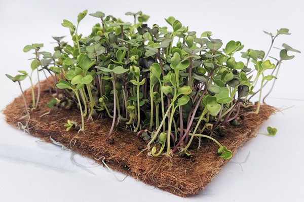 Microgreens on coconut substrate