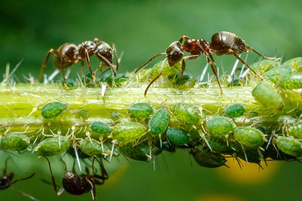 Hormigas y pulgones verdes