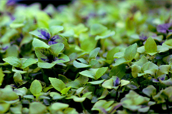 Microgreens basil