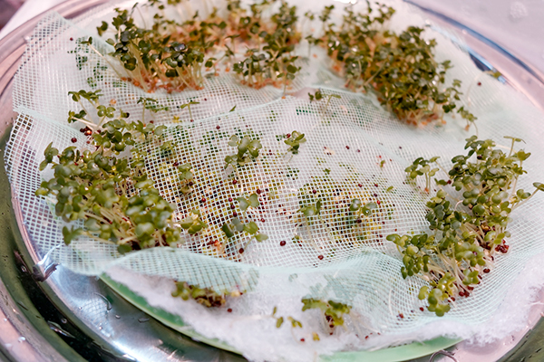 Microgreens sprouting through the mesh in the sprouter