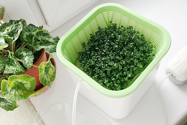 Microgreen growing device