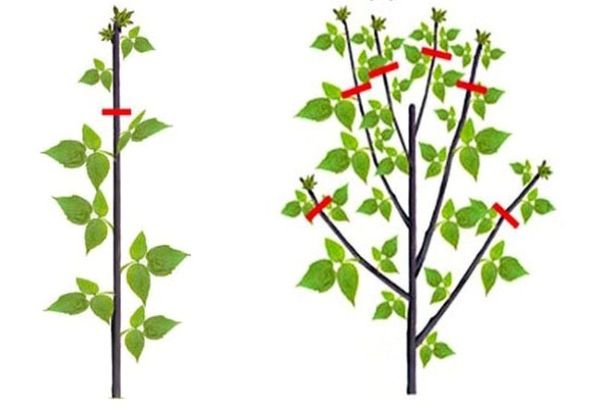 Raspberry pruning scheme
