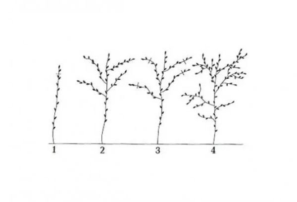 Raspberry pruning scheme according to Sobolev