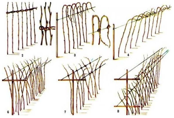 Varieties of trellises