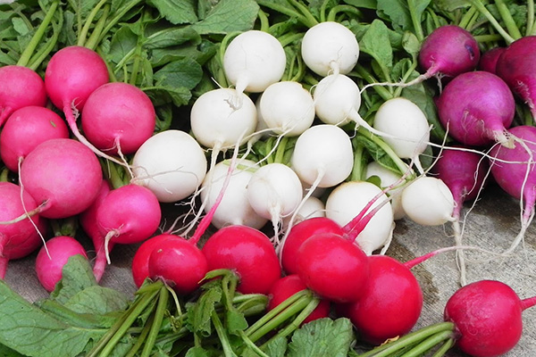 Different varieties of radishes for all-season cultivation