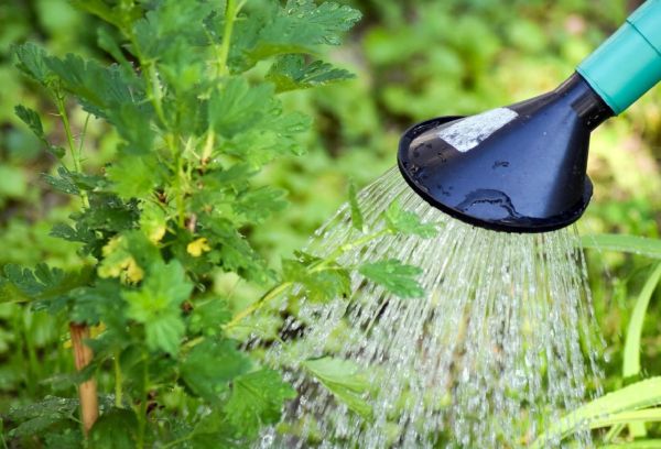 Planten water geven