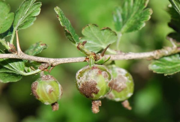 Powdery mildew