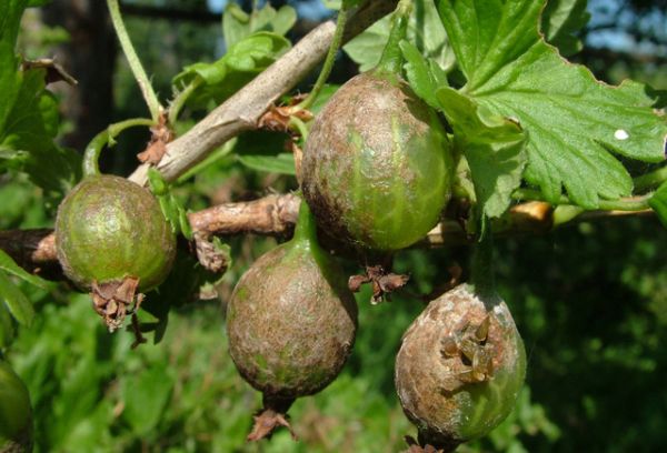 Gooseberry diseases