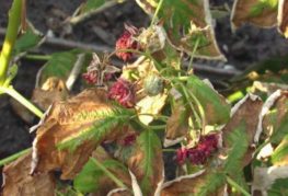 Yellowed raspberry leaves