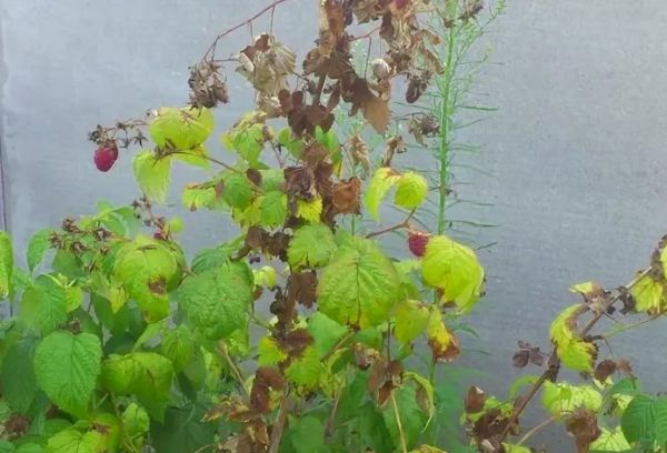 Drying raspberries