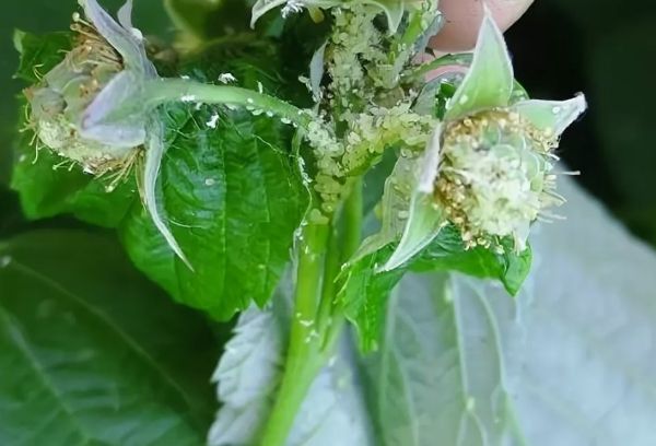 Aphids on raspberries