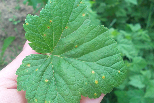 Yellow spots on currant faces