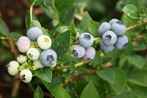 Bosbessen Bluegold