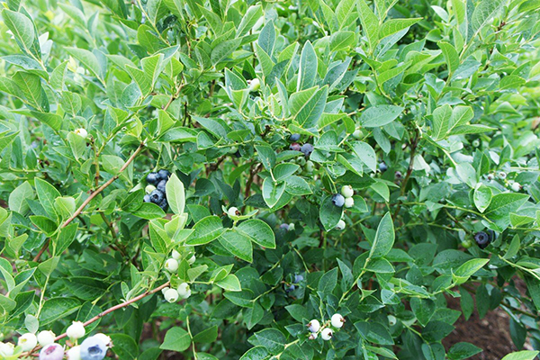 Blueberry rijping Bluegold