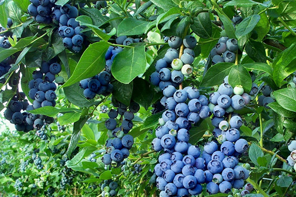 Blueberry bụi Bluecrop