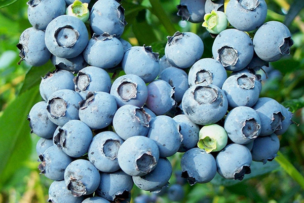 Blueberries Bluecrop