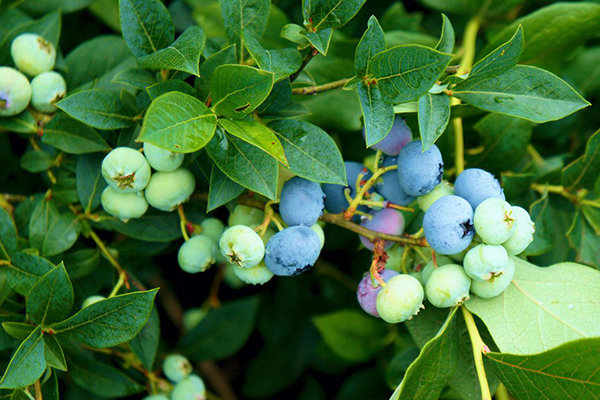 Blueberry chín Bluecrop