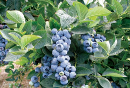 Blueberry Bluecrop