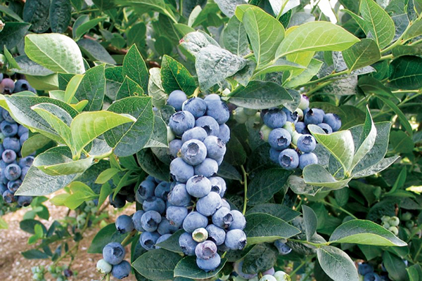 Blueberry Bluecrop