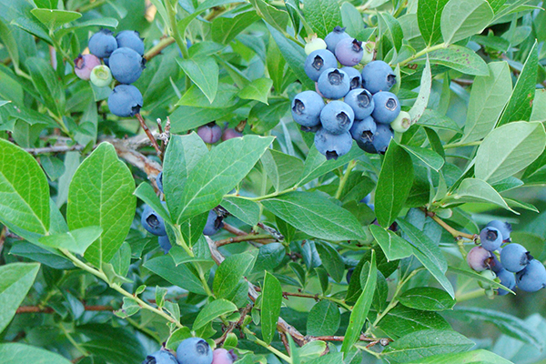 Northland blueberries