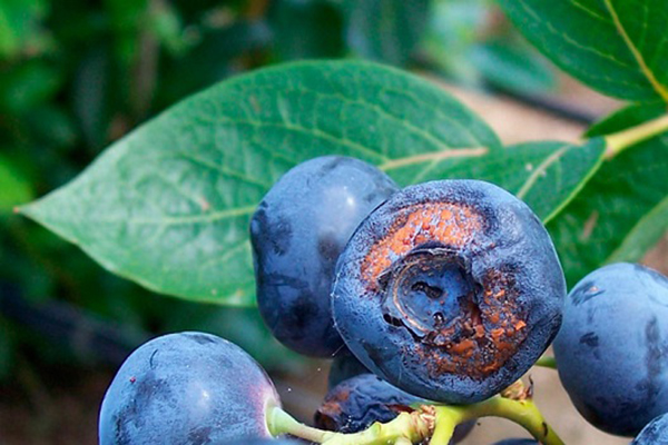 Blueberry Moniliosis